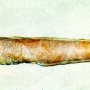 Ophidion muraenolepis Günther 1880 resmi
