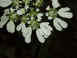 Orlaya grandiflora (L.) Hoffm. resmi