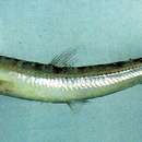 Image of Deep sea smelt