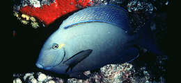 Image of Blue-banded Pualu