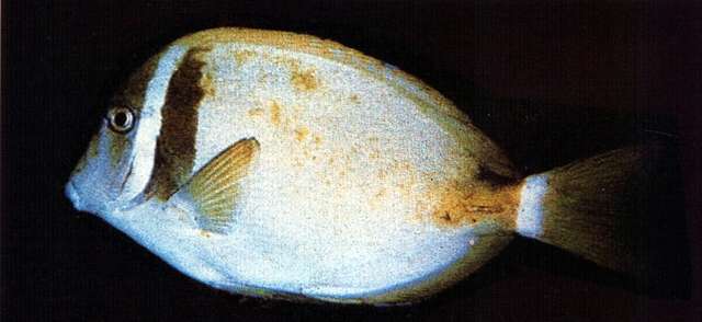 Image of Head-band Surgeonfish