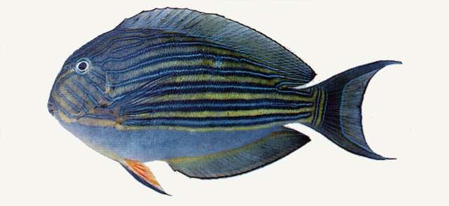 Image of Acanthurus