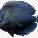 Image of Earbar Surgeonfish