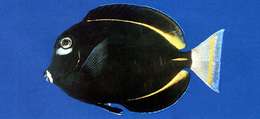 Image of Black Surgeonfish