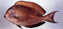 Image of Blackspot Surgeonfish