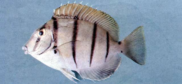 Image of Acanthurus