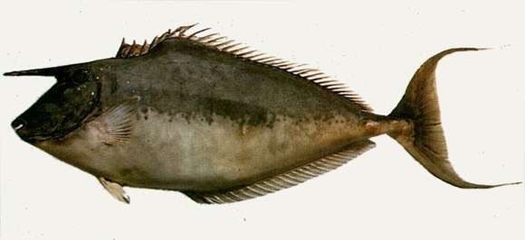 Image of Humpback Unicornfish