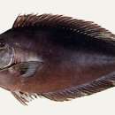 Image of Brown Unicornfish