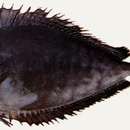 Image of Black Unicornfish
