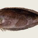 Image of Elongate Unicornfish