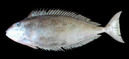 Image of Elongate Unicornfish