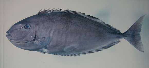 Image of Scribbled unicornfish