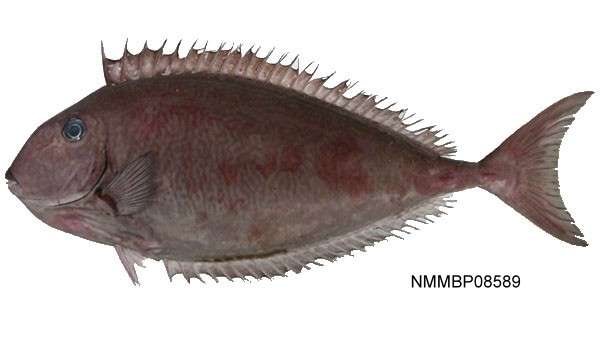 Image of Reticulate Unicornfish