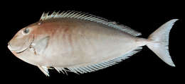 Image of Reticulate Unicornfish