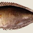 Image of Barred Unicornfish