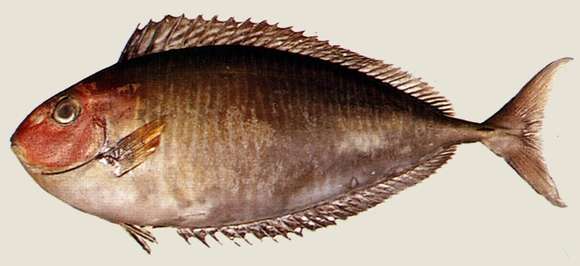 Image of Barred Unicornfish