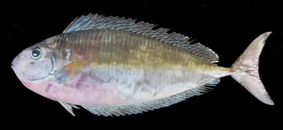 Image of Barred Unicornfish