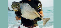 Image of Bulbnose Unicornfish