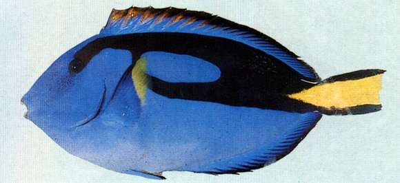 Image of Paracanthurus