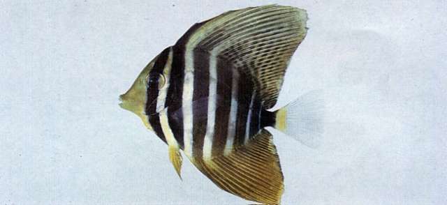 Image of Pacific Sailfin tang