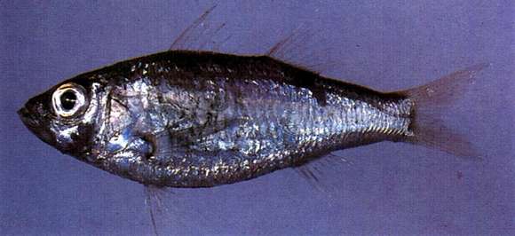 Image of Acropoma