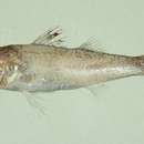 Image of Blackmouth splitfin