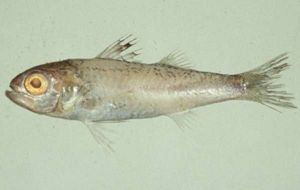 Image of Synagrops