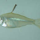 Image of Glass perch