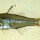 Image of Banded-tail glassy perchlet