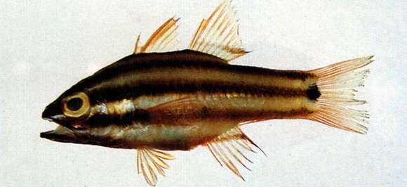 صورة Ostorhinchus angustatus (Smith & Radcliffe 1911)