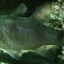 Image of Banda cardinalfish