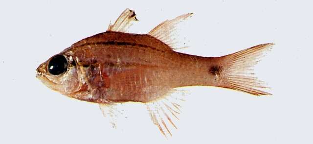 Image of Ostorhinchus cheni (Hayashi 1990)