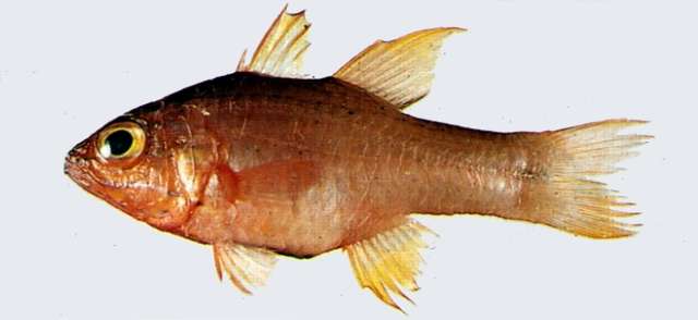 Image of Apogon chrysotaenia