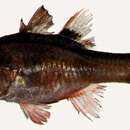 Image of Cook's cardinalfish
