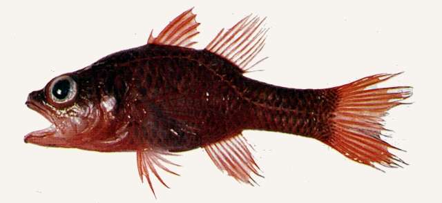 Image of Little red cardinalfish