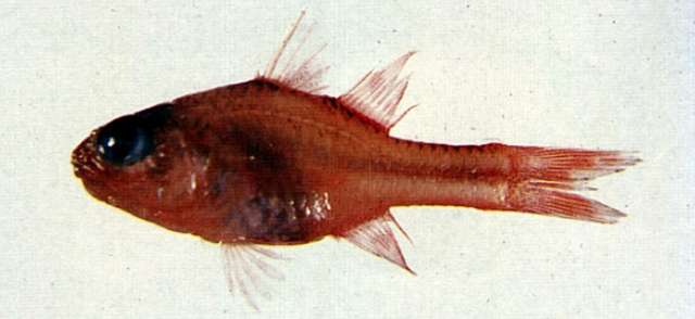Image de Apogon doryssa (Jordan & Seale 1906)