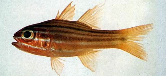 Image of Candystripe cardinalfish