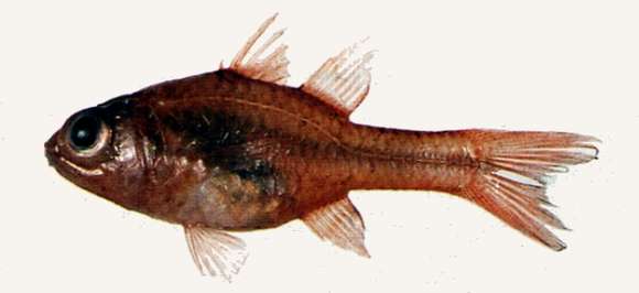 Plancia ëd Apogon erythrinus Snyder 1904