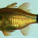 Image of Flower Cardinalfish
