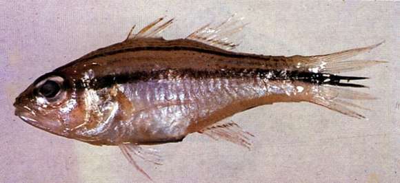 Image of Broad-banded cardinalfish