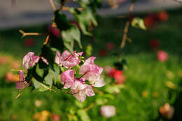 Слика од Bougainvillea