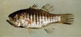 Image of <i>Apogon striatus</i>