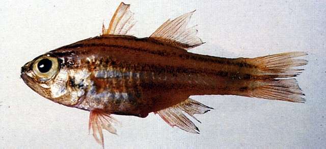 صورة Ostorhinchus taeniophorus (Regan 1908)