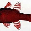 Image of Big red cardinalfish
