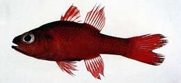 Image of Big red cardinalfish