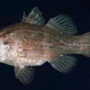 Image of Flores cardinalfish