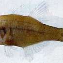 Image of Buru cardinalfish