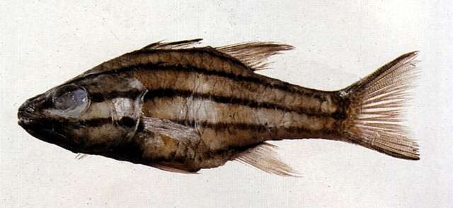 Image of Cheilodipterus