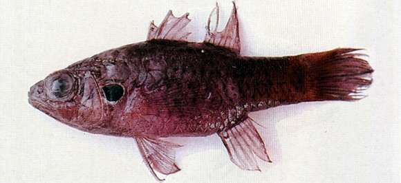 Image of Peppered cardinalfish