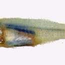 Image of Philippines cardinalfish